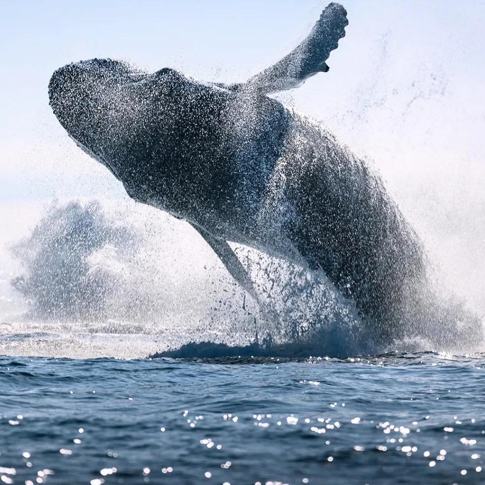 Kaikoura Whale Watching Tour from Christchurch 1